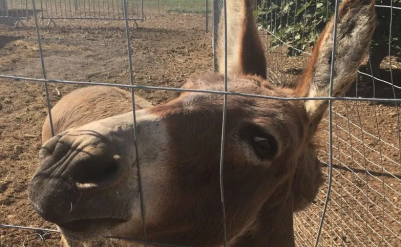 Donkey Julijana at Budikovac Island